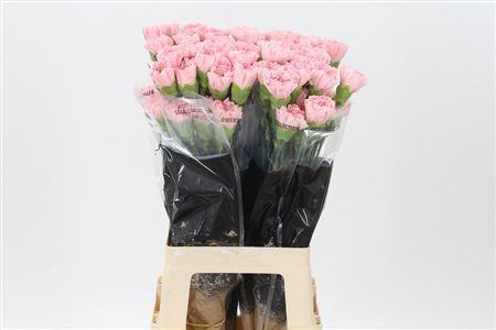 <h4>Di St Ilussion</h4>