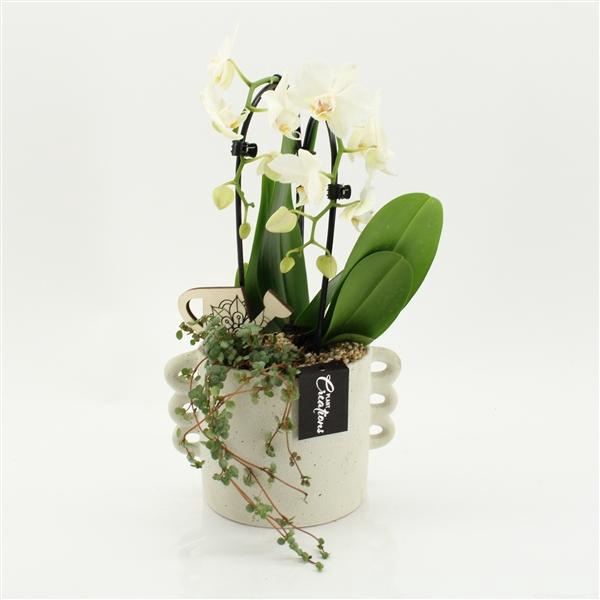 <h4>Arrangementen Phalaenopsis mt H%</h4>