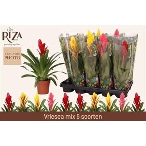 VRIES GEM 5 SRT