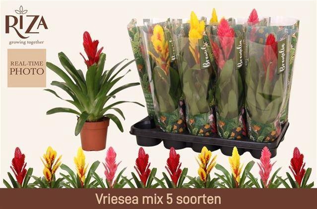 <h4>VRIES GEM 5 SRT</h4>