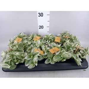 Tradescantia  'Brightness'