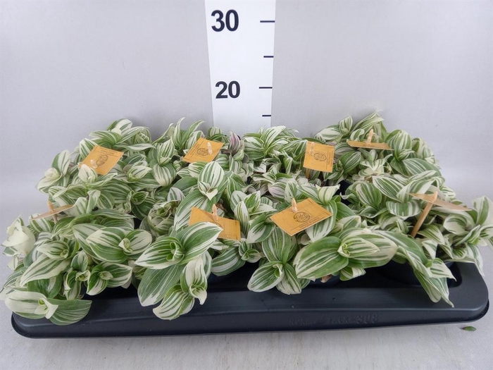 <h4>Tradescantia  'Brightness'</h4>