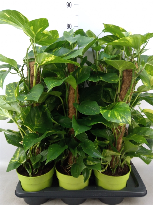 <h4>Epipremnum pinn.   ...moss stick</h4>