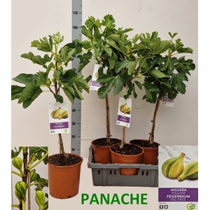 FICUS CARICA