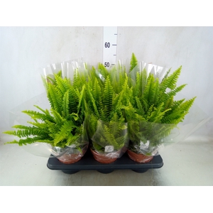 Nephrolepis exal. 'Green Lady'