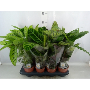 Calathea   ...mix 4