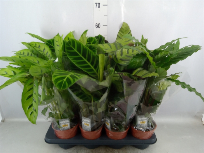 <h4>Calathea   ...mix 4</h4>