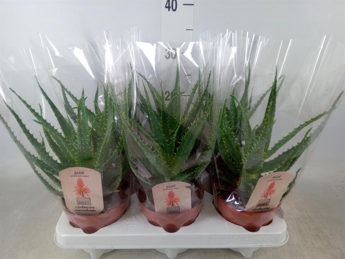 <h4>Aloe arborescens</h4>