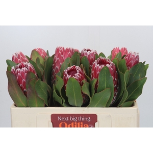 Protea Empress