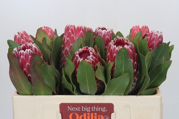 <h4>Protea Empress</h4>
