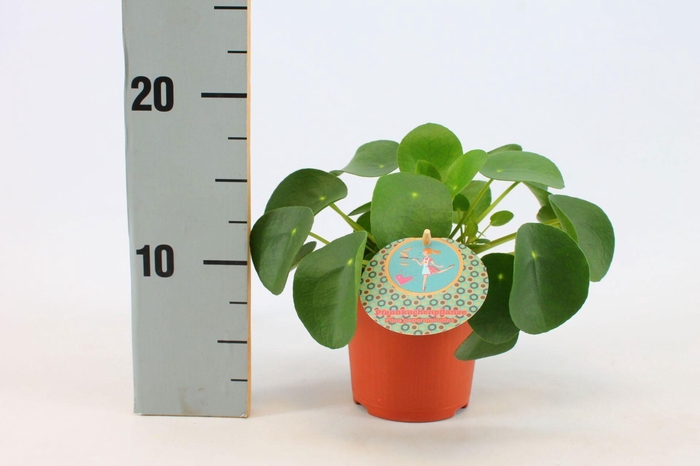 Pilea Peperomioides 10,5cm Duits etiket