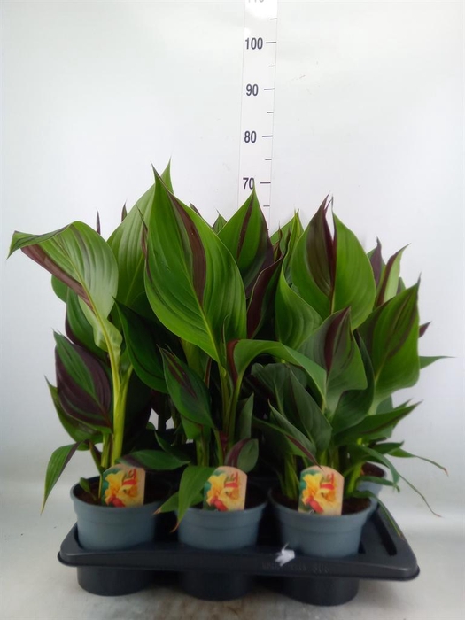 <h4>Canna  'Cleopatra'</h4>