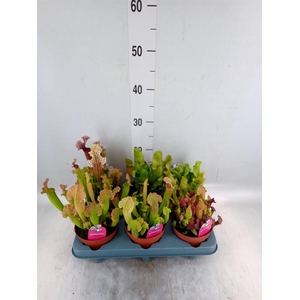 Sarracenia   ...