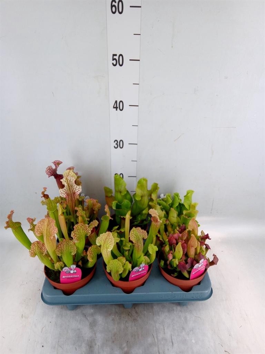 <h4>Sarracenia   ...</h4>