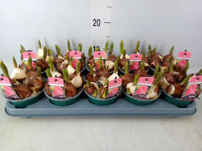 <h4>Tulipa DU   ...</h4>