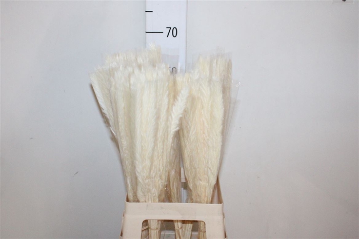 <h4>Driedbleached Pampas Flully</h4>