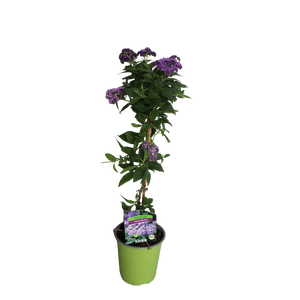 Stam 19cm Heliotropium