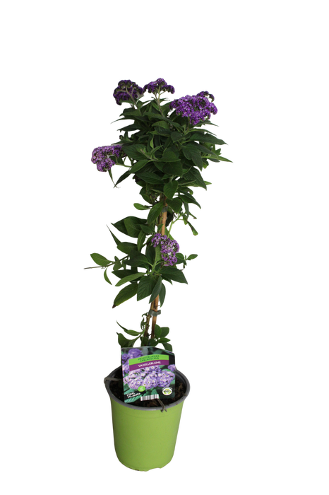 <h4>'Weekaanbieding; Stam 19cm Heliotropium</h4>