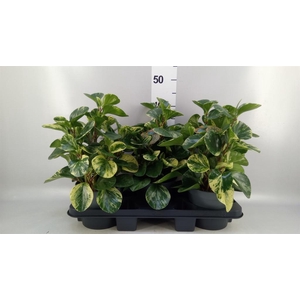 Peperomia obt. 'Variegata'