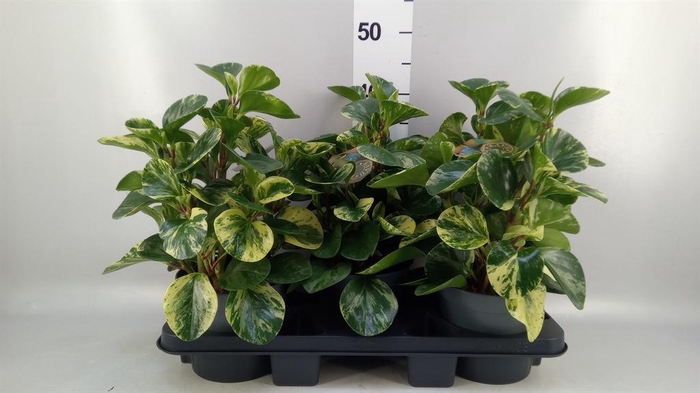<h4>Peperomia obt. 'Variegata'</h4>