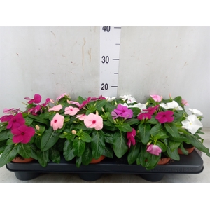 Catharanthus ros.   ...mix