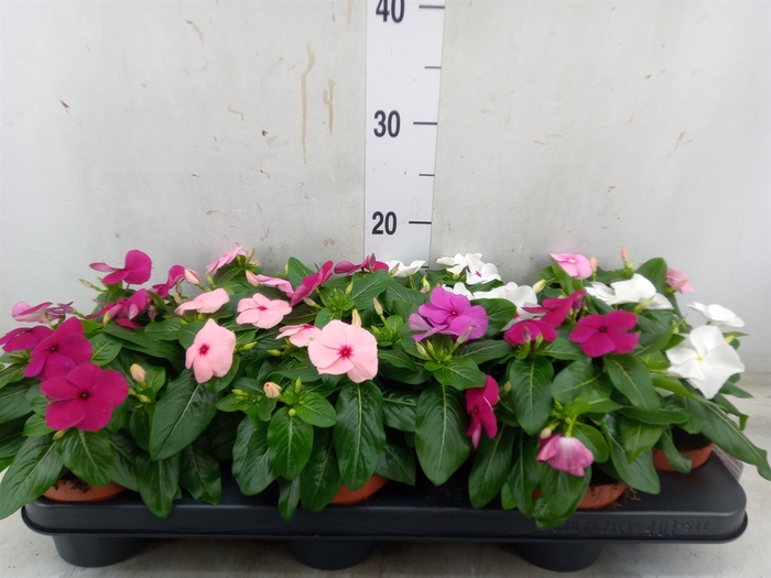<h4>Catharanthus ros.   ...mix</h4>