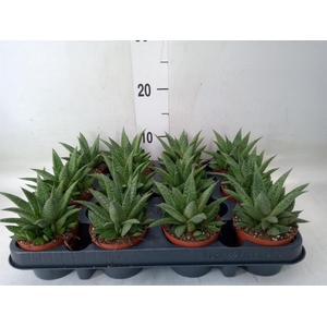 Gasteria