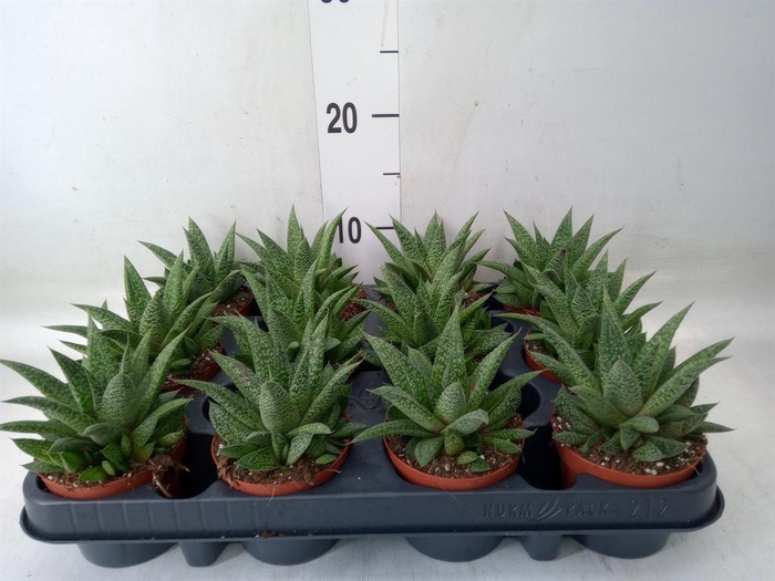 <h4>Gasteria</h4>