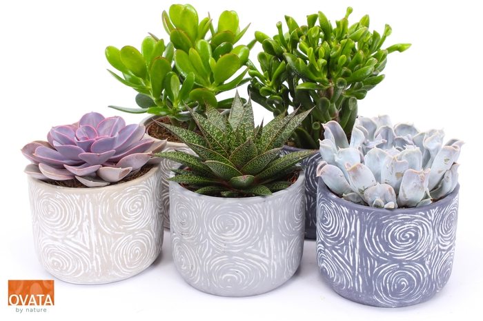 <h4>Succ Gemengd Keramiek Toledo</h4>