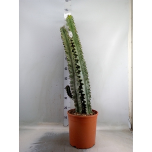 Euphorbia ingens