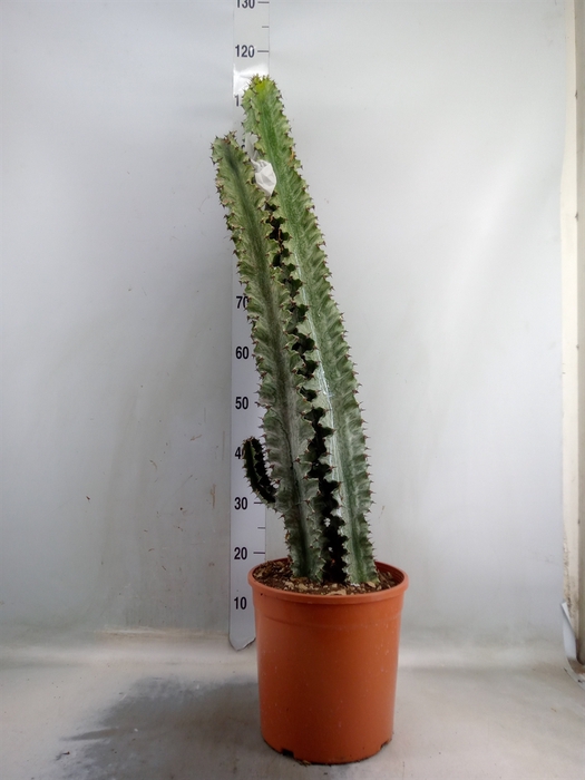 <h4>Euphorbia ingens</h4>