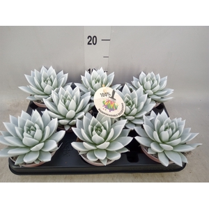 Echeveria  'Miranda'