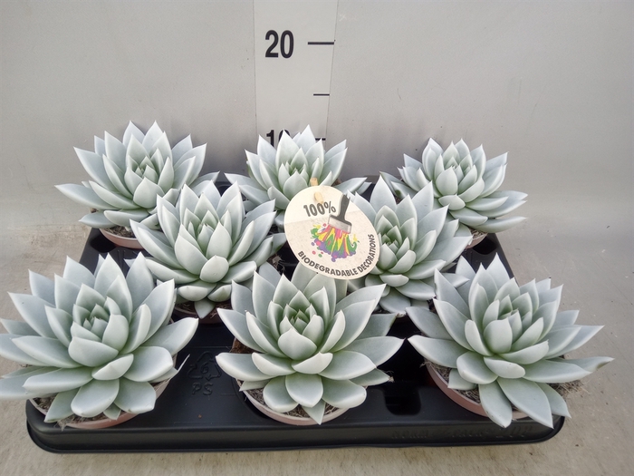 <h4>Echeveria  'Miranda'</h4>