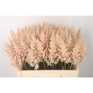 Astilbe Visions Inferno Peach