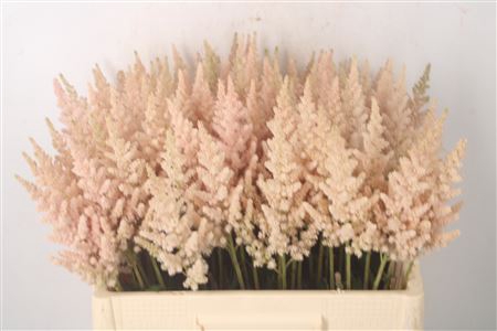 <h4>Astilbe Visions Inferno Peach</h4>