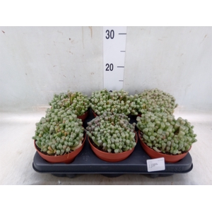 Succulents   ...