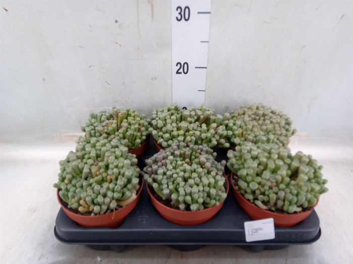 <h4>Succulents   ...</h4>