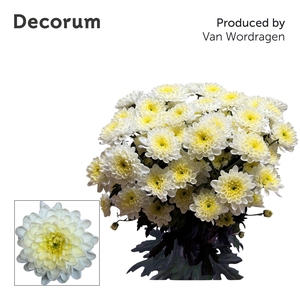 Chr T Altaj Cream Decorum