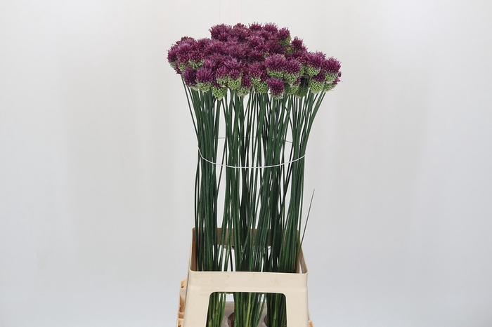 <h4>Allium Sphaerocephalon</h4>