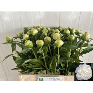 PAEO L DUCHES D NEMO