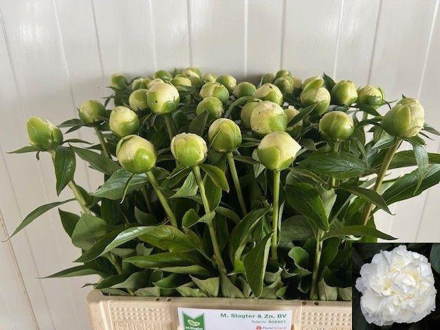 <h4>PAEO L DUCHES D NEMO</h4>