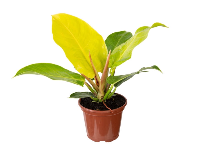 <h4>PHILODENDRON MOONLIGHT P15</h4>