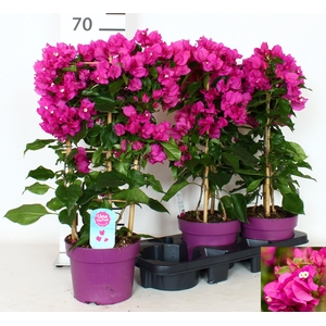 BOUGAINV VERA D P IM