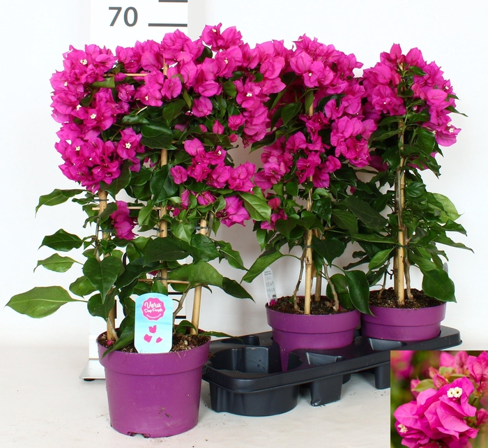 <h4>BOUGAINV VERA D P IM</h4>