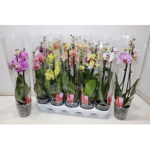 Phal Gem