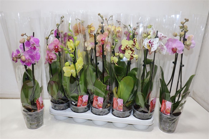 <h4>Phal Gem</h4>