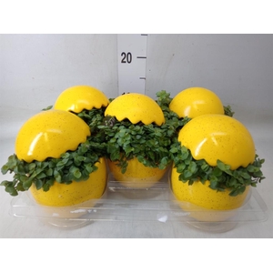 Arr.   Kamerplant Groen L%