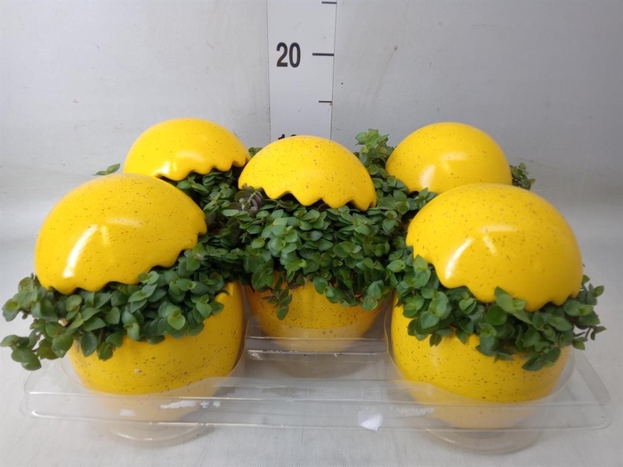 <h4>Arr.   Kamerplant Groen L%</h4>