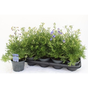 DELP GRANDIFLORUM