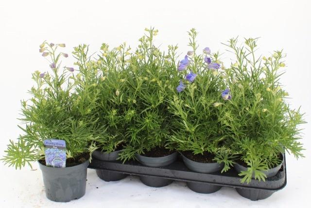 <h4>DELP GRANDIFLORUM</h4>